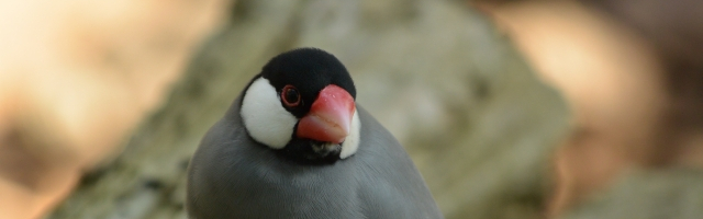 桜文鳥ヘッダー