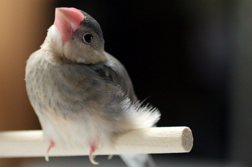 桜文鳥ヒナお澄まし