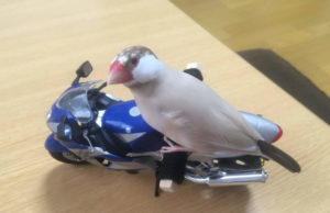 バイクを嗜むパチクリ先生