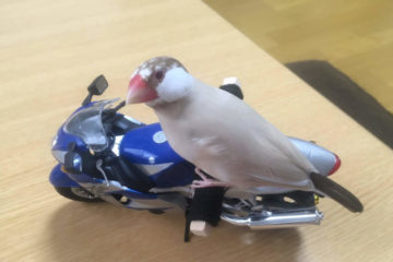 バイクを嗜むパチクリ先生