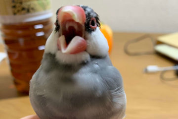 あくびするひなた先生