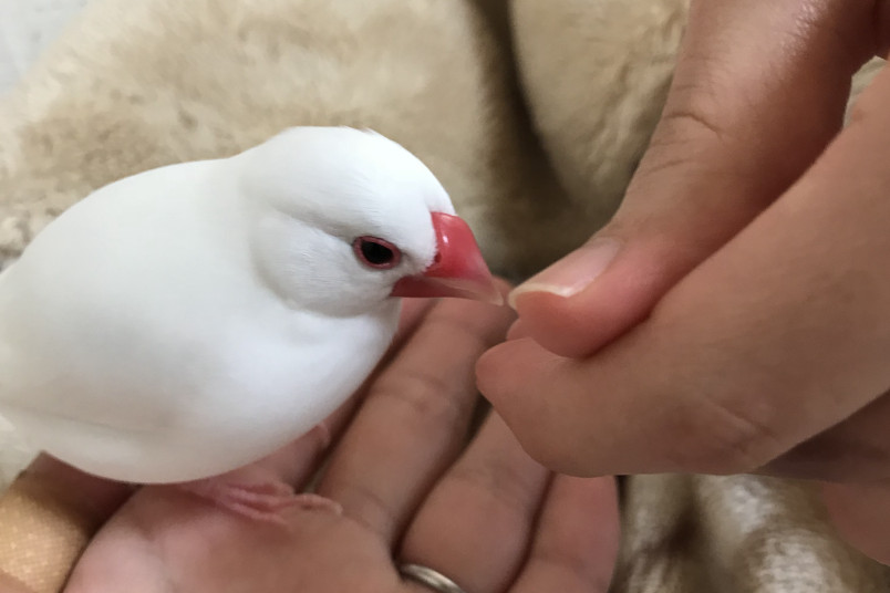 飼い主と触れ合うぽん先生