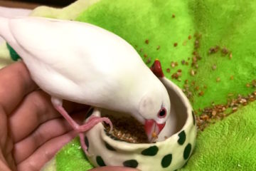 文鳥の餌－成鳥にはどんな餌をあげればいいの？