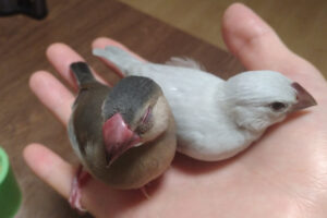 手のひらで地震訓練に励むさくら先生としるばーちゃん