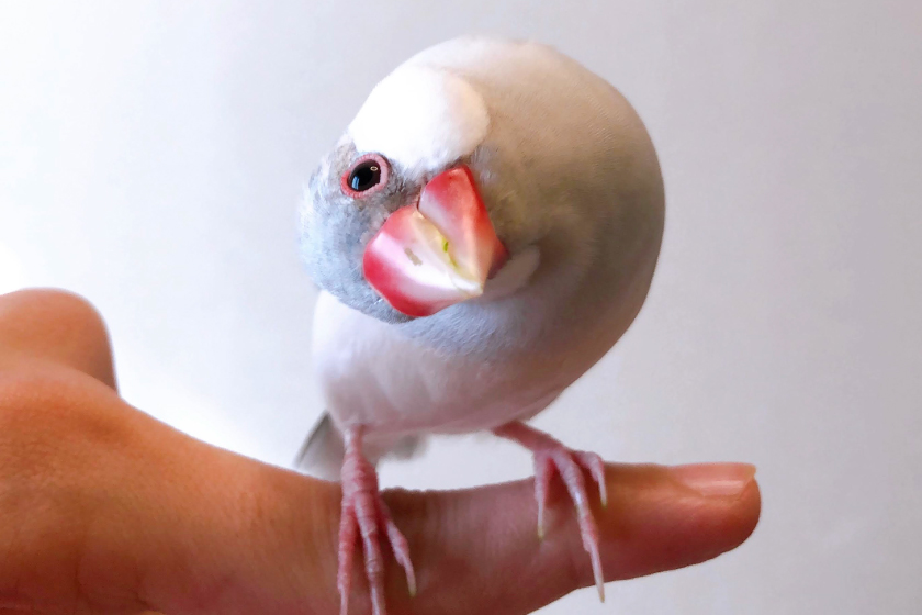 ぺん助手