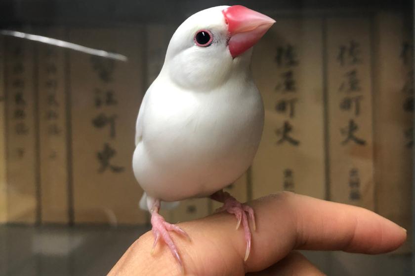 研究室(弥富市歴史民俗資料館)で講義するぶんちゃん先生