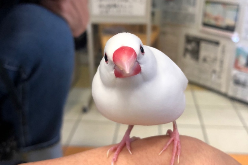 来館した人にお話するぶんちゃん