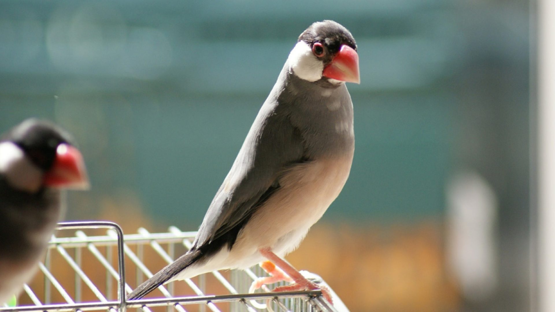 桜文鳥